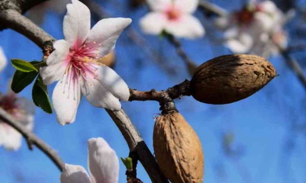 Almond tree