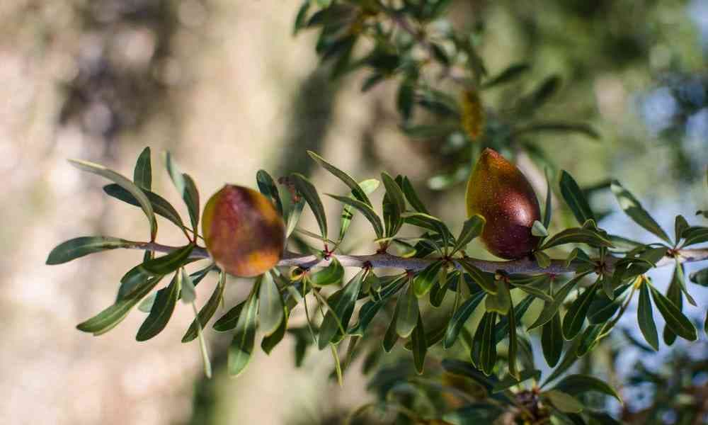 Argan tree